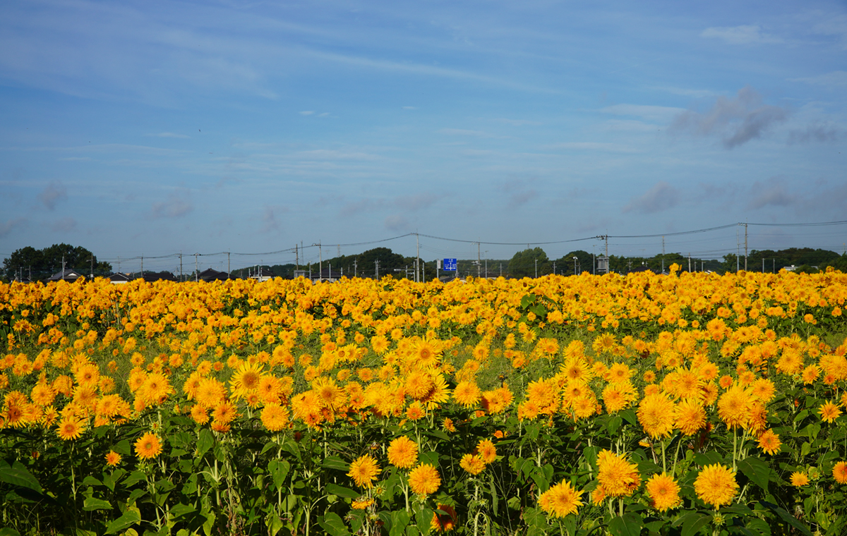 筑西市のあけのひまわりば畑の北側通路から南側を見たひまわりの開花の様子