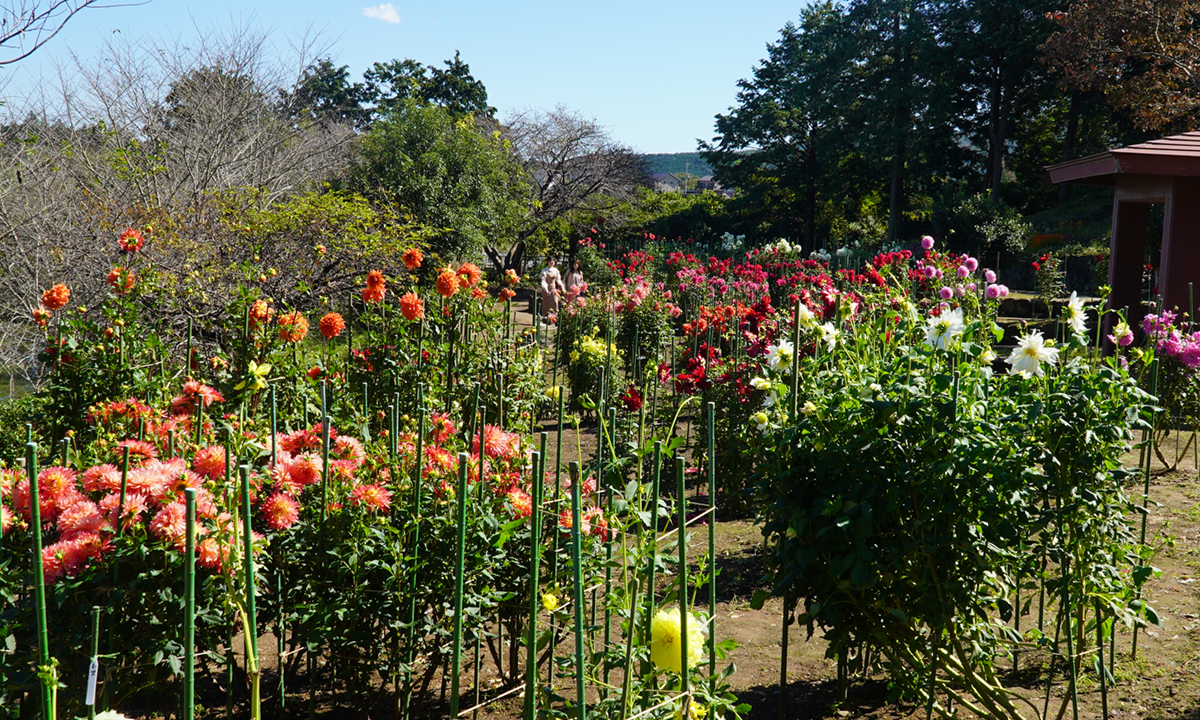 いばらきフラワーパークのダリアと芍薬の園のダリア開花の様子