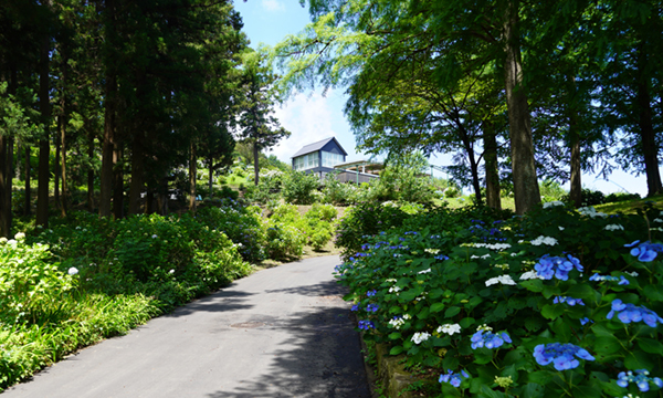 石岡市のいばらきフラワーパークのアジサイの谷のアジサイ開花状況