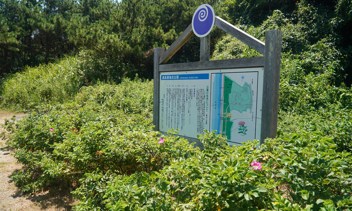 鹿嶋灘海浜公園の案内板の場所のハマナスの花