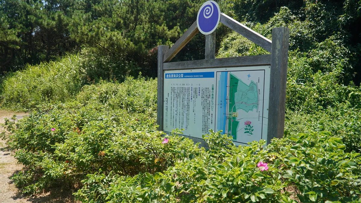 鹿嶋灘海浜公園の案内板の場所のハマナスの花