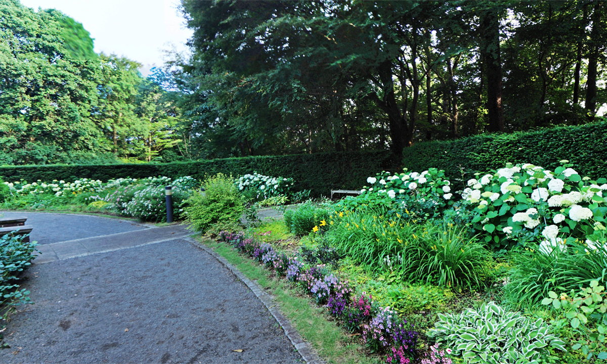 水戸市の七つ洞公園のあじさいno