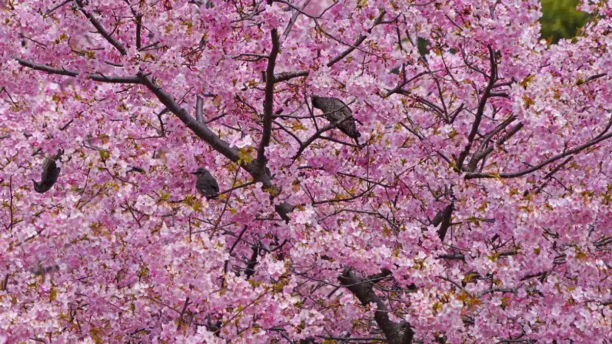 雨引観音の河津桜とヒヨドリの写真