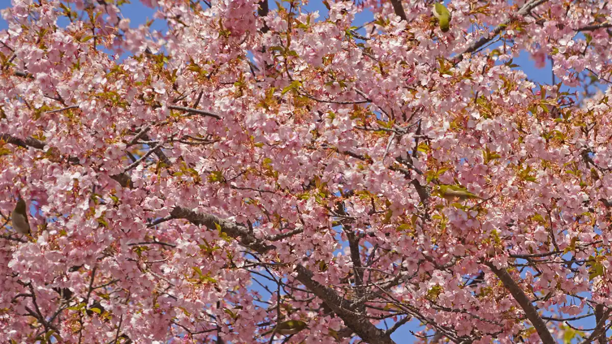 雨引観音の河津桜とメジロの集団の写真