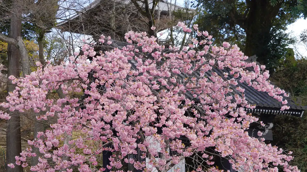 天引観音の黒門前の河津桜の開花の写真