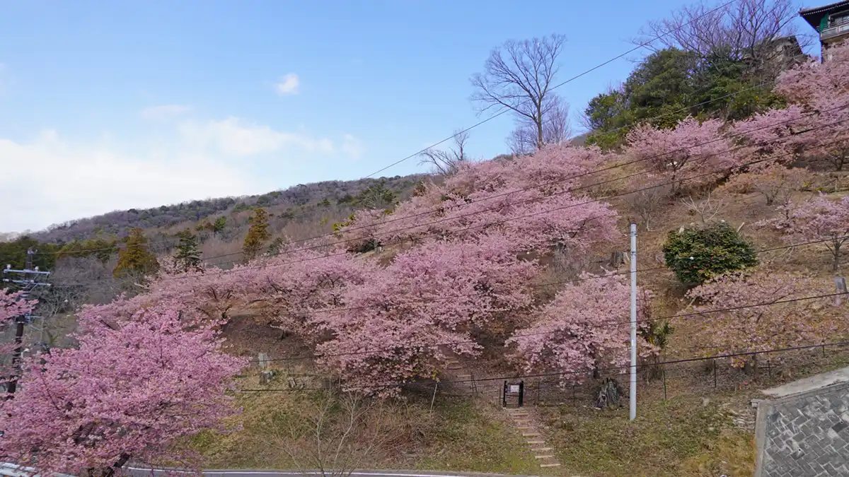 桜川市の雨引観音南西方向の斜面の河津桜の開花の様子の写真