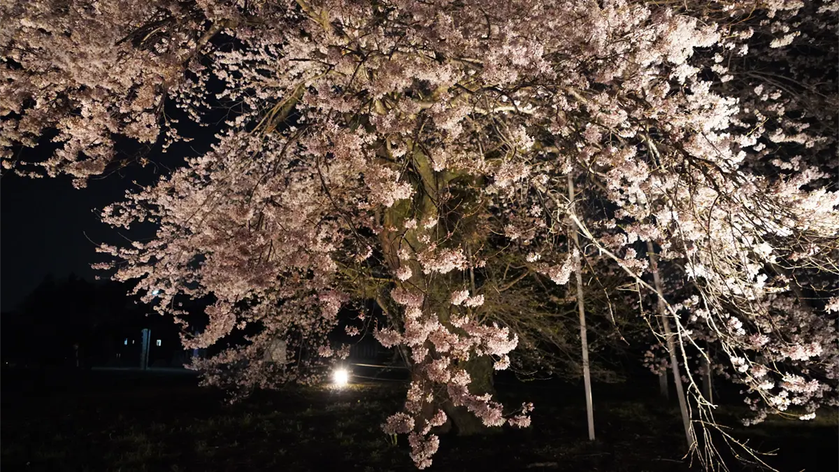 歓喜寺の彼岸桜の東側からのライトアップ時の近接写真