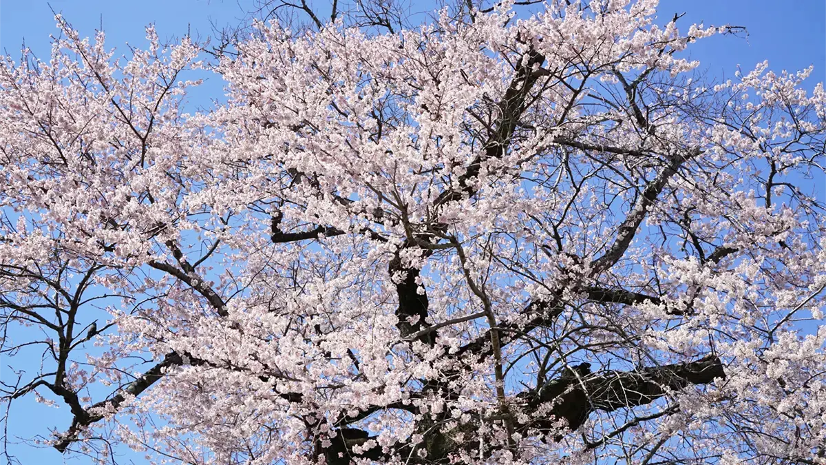 歓喜寺の彼岸桜の開花状況の科拡大写真