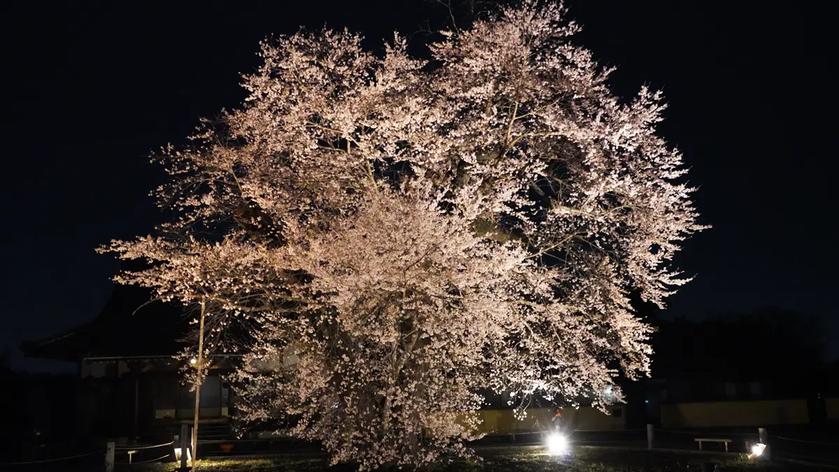 茨城県坂東市の歓喜寺の江戸彼岸桜の満開のライトアップ写真