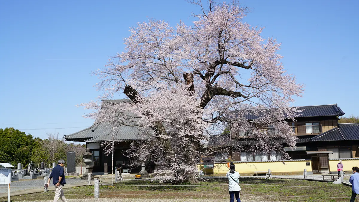 茨城県坂東市の歓喜寺の江戸彼岸桜の満開の写真