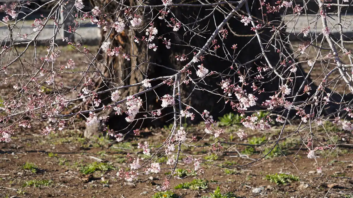 歓喜寺の江戸彼岸桜の下部の開花状況写真