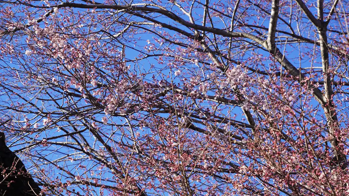 歓喜寺の江戸彼岸桜の上部の開花状況写真
