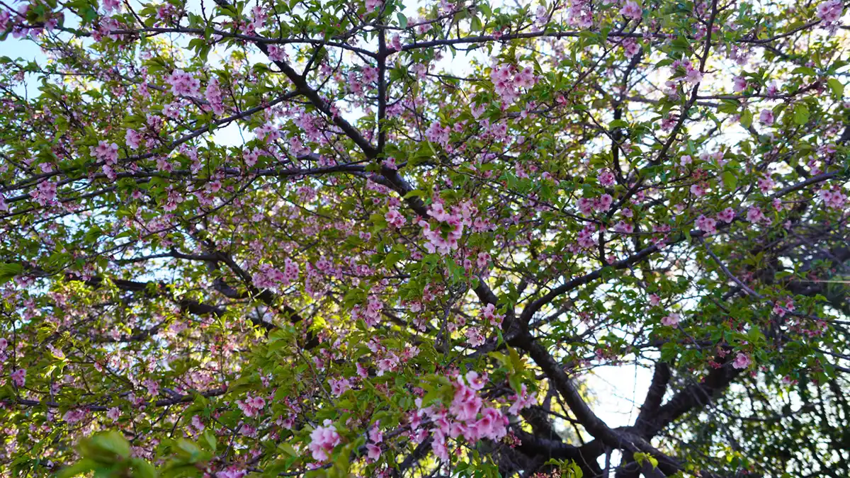 歓喜寺の河津桜の開花状況の写真