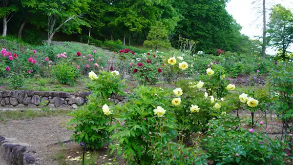 いばらきフラワーパーク・ぼたん園の牡丹の開花写真