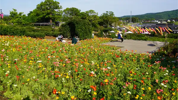 いばらきフラワーパークのポピーの開花状況写真