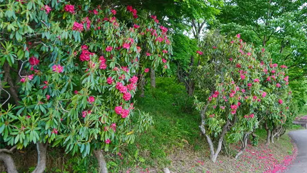 いばらきフラワーパークのシャクナゲの開花写真