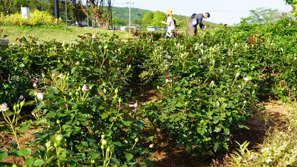 いばらきフラワーパークのバラの開花状況写真