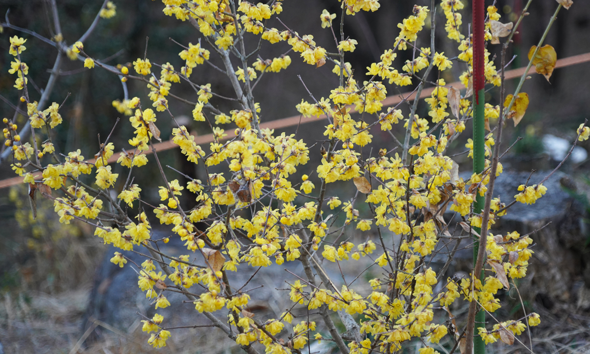 茨城県石岡市のいばらきフラワーパークの蝋梅の開花状況