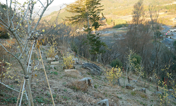 茨城県石岡市のいばらきフラワーパークの蝋梅の開花の景観