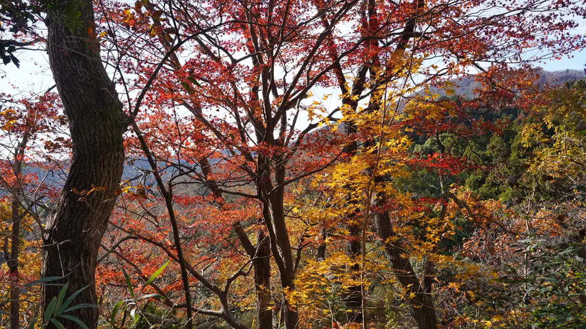 森の画廊「春もみじ」 ROKKO森の音ミュージアム SIKIガーデンAutumn Season 紅葉の見頃
