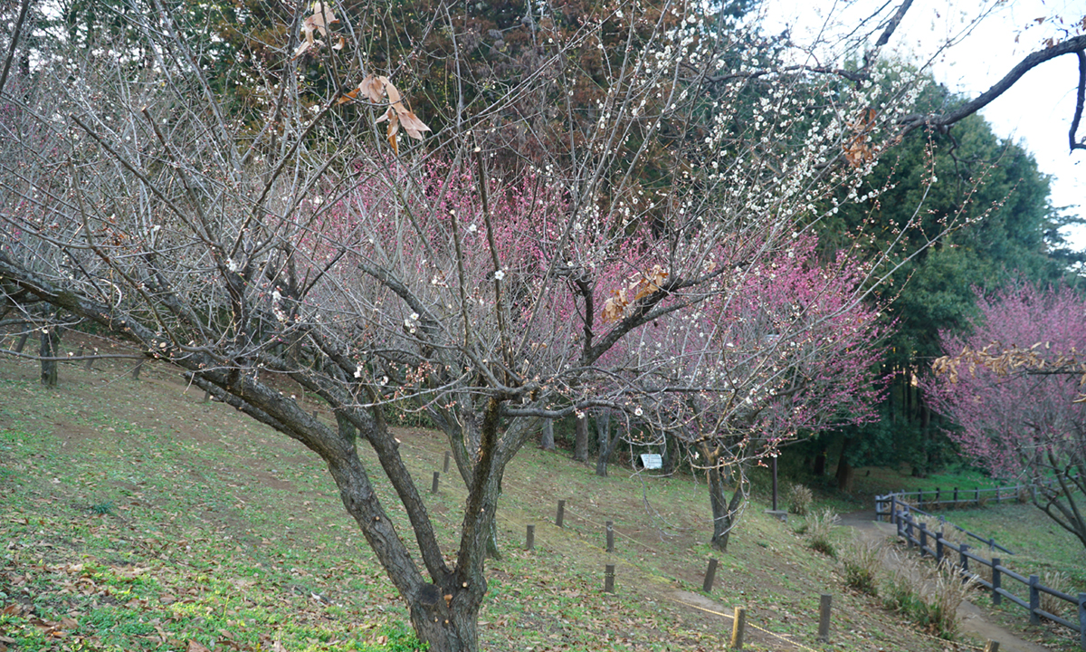 筑西市の宮山ふるさとふれあい公園のミニ梅林の紅梅・白梅の開花の様子