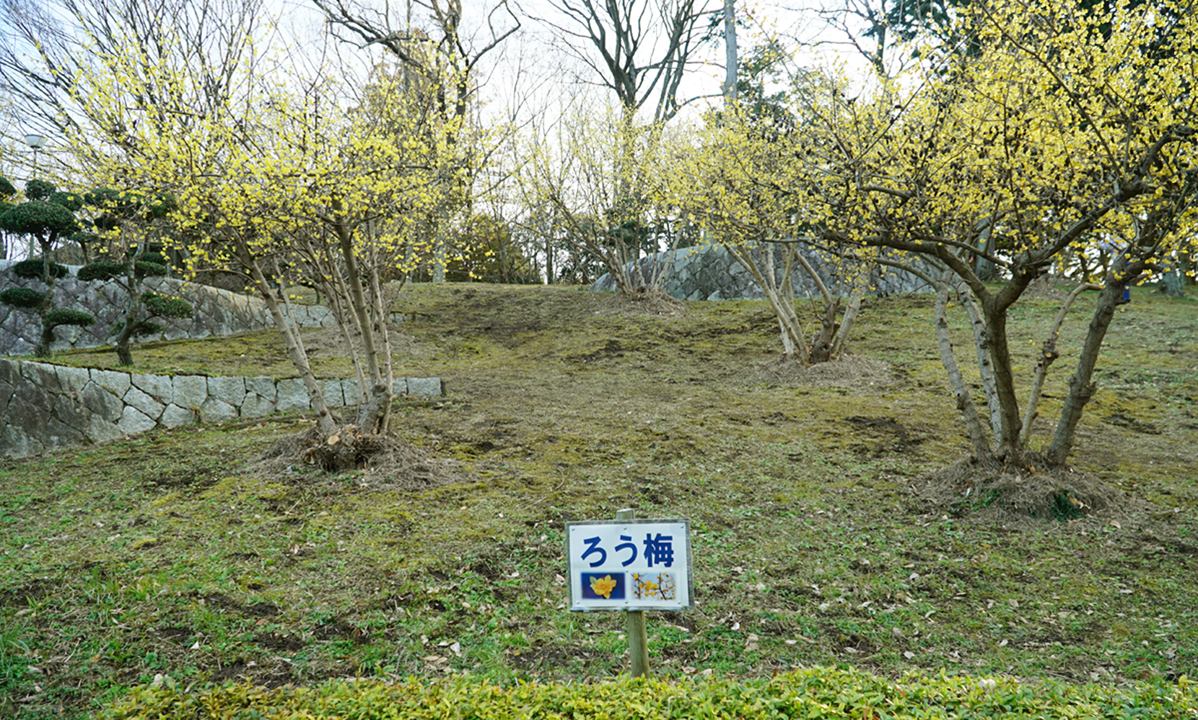 筑西市の宮山ふるさとふれあい公園の蝋梅の開花の様子