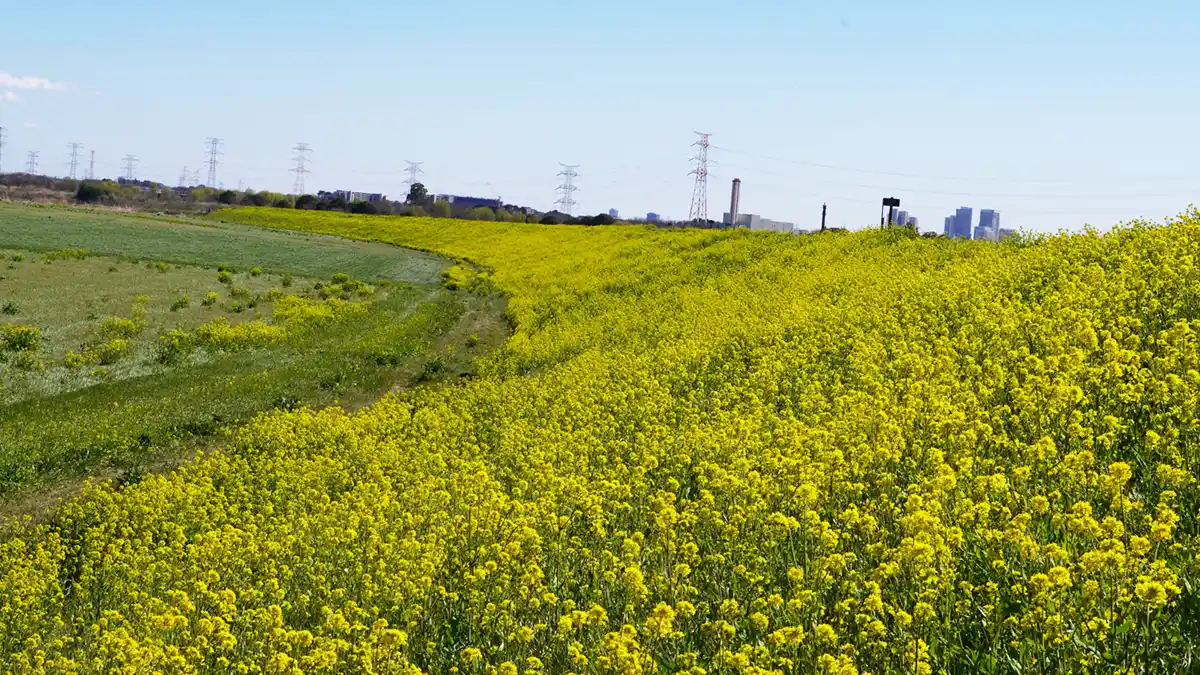 鬼怒川の堤防斜面の下流方向の菜の花畑の開花の様子写真