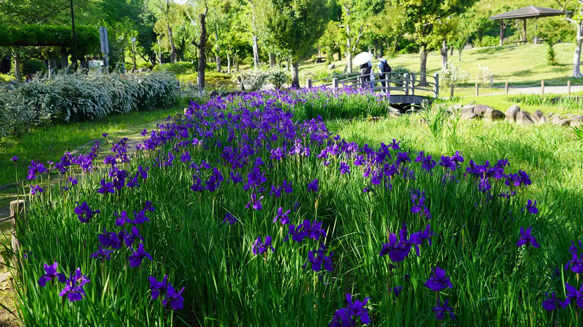 四季の里公園の花菖蒲の池西側のあやめ開花の様子の写真