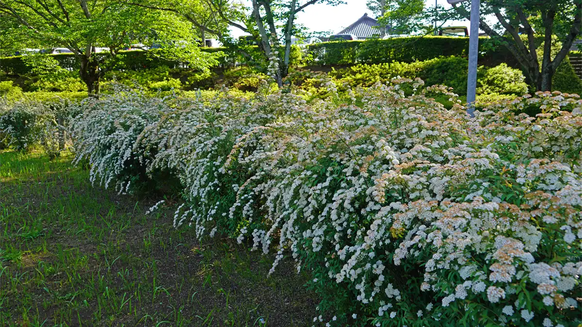 四季の里公園のコデマリの開花の写真