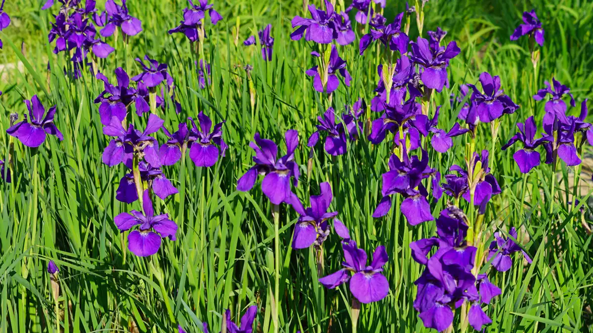 守谷市の四季の里公園の中央部のアヤメの開花写真