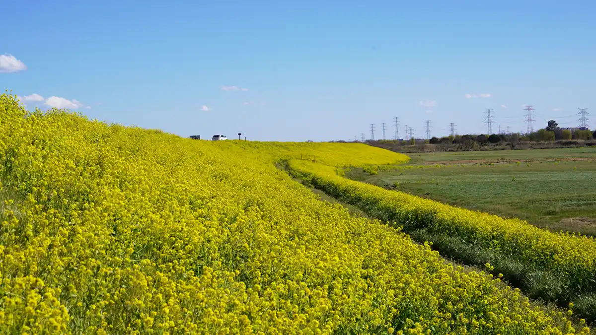 利根川の堤防斜面の下流方向の菜の花畑の開花の様子写真