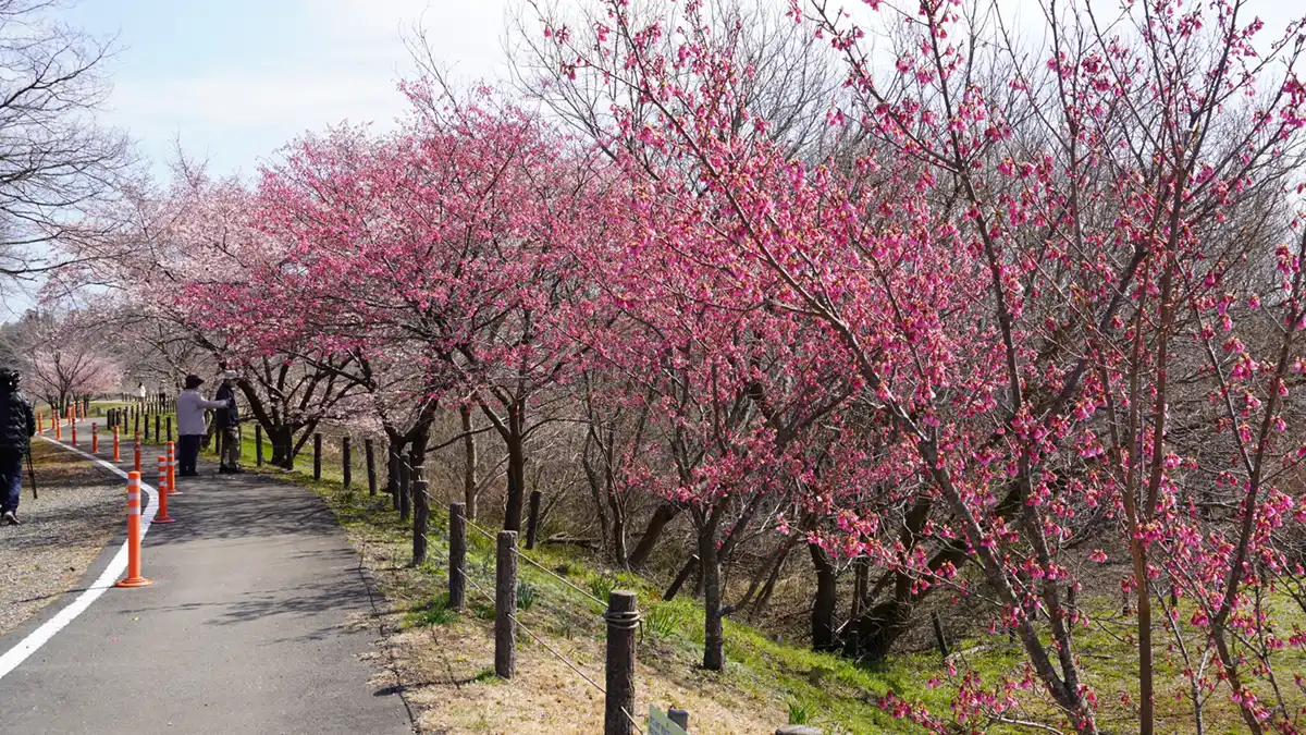 守谷城址公園の寒緋桜の満開の様子