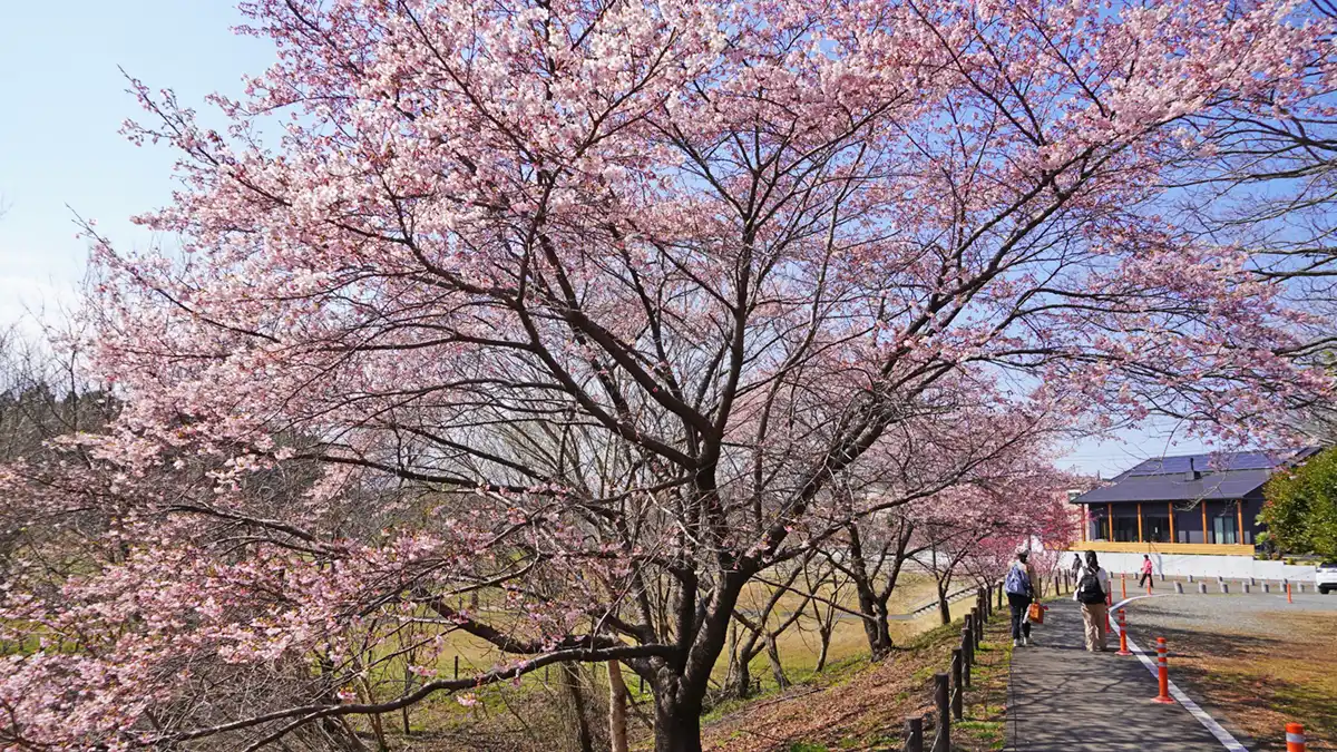 茨城県守谷市の守谷城址公園の北側の河津桜の開花の様子