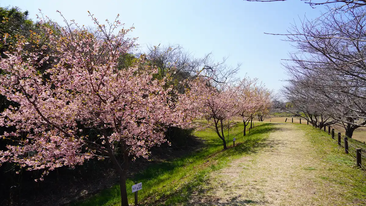 守谷城址公園の南側の河津桜の開花の様子
