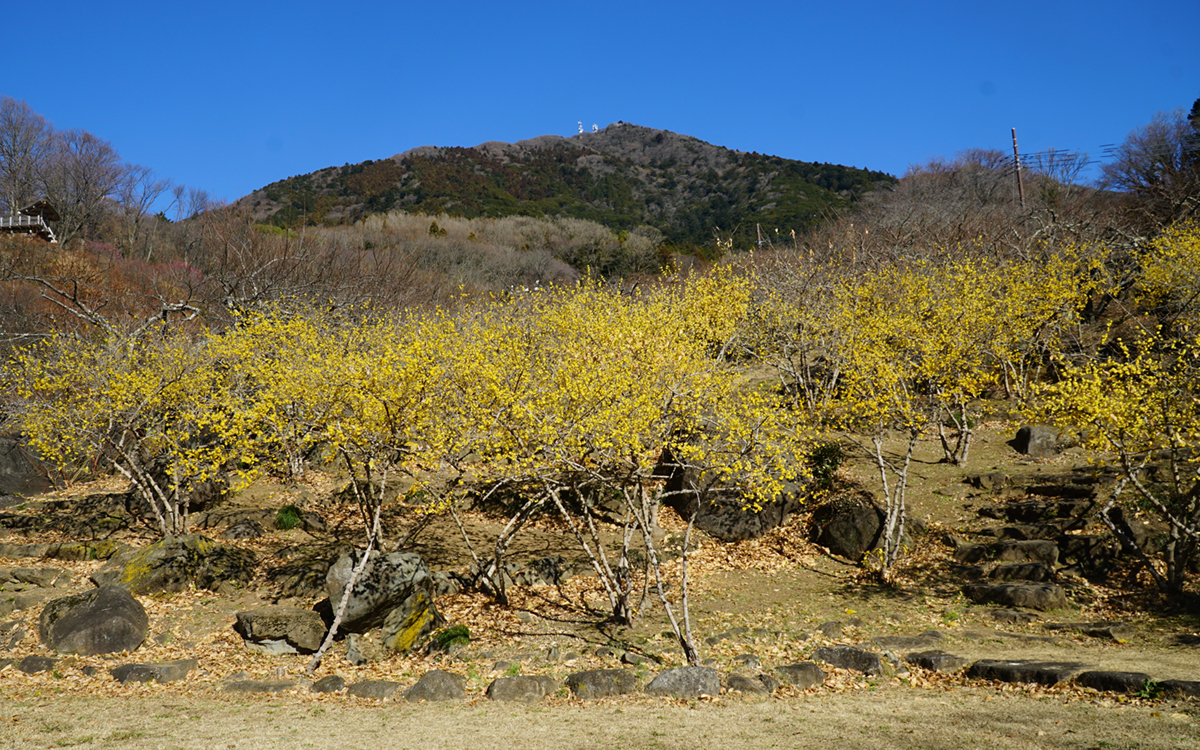 筑波山梅林の蝋梅と筑波山男体山の山頂の景観