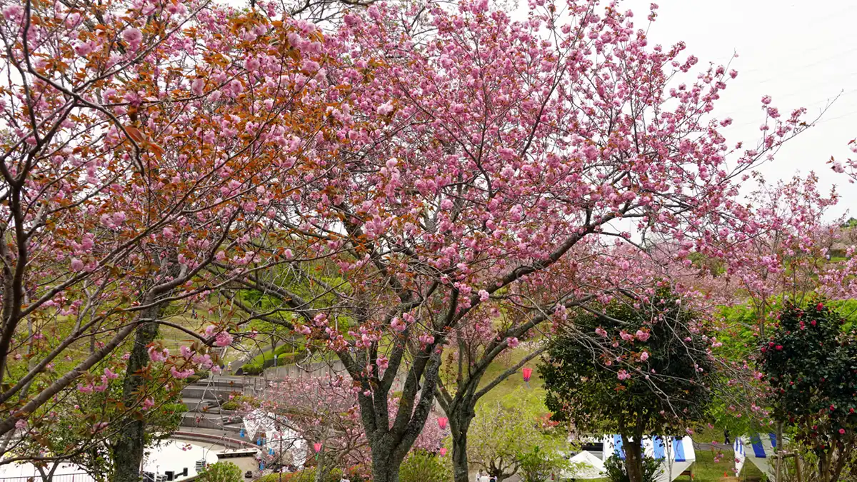 那珂市の静峰ふるさと公園の2024年の八重桜の開花状況写真