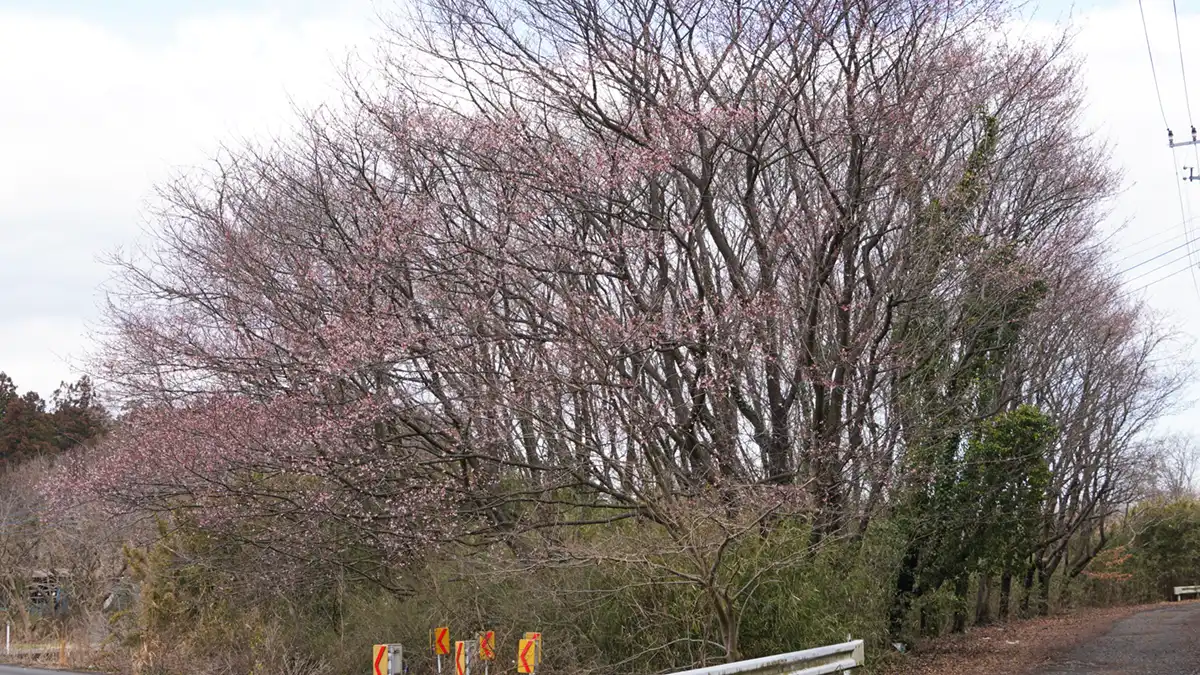 茨城県小美玉市の手堤の寒桜の花の咲き始めの様子