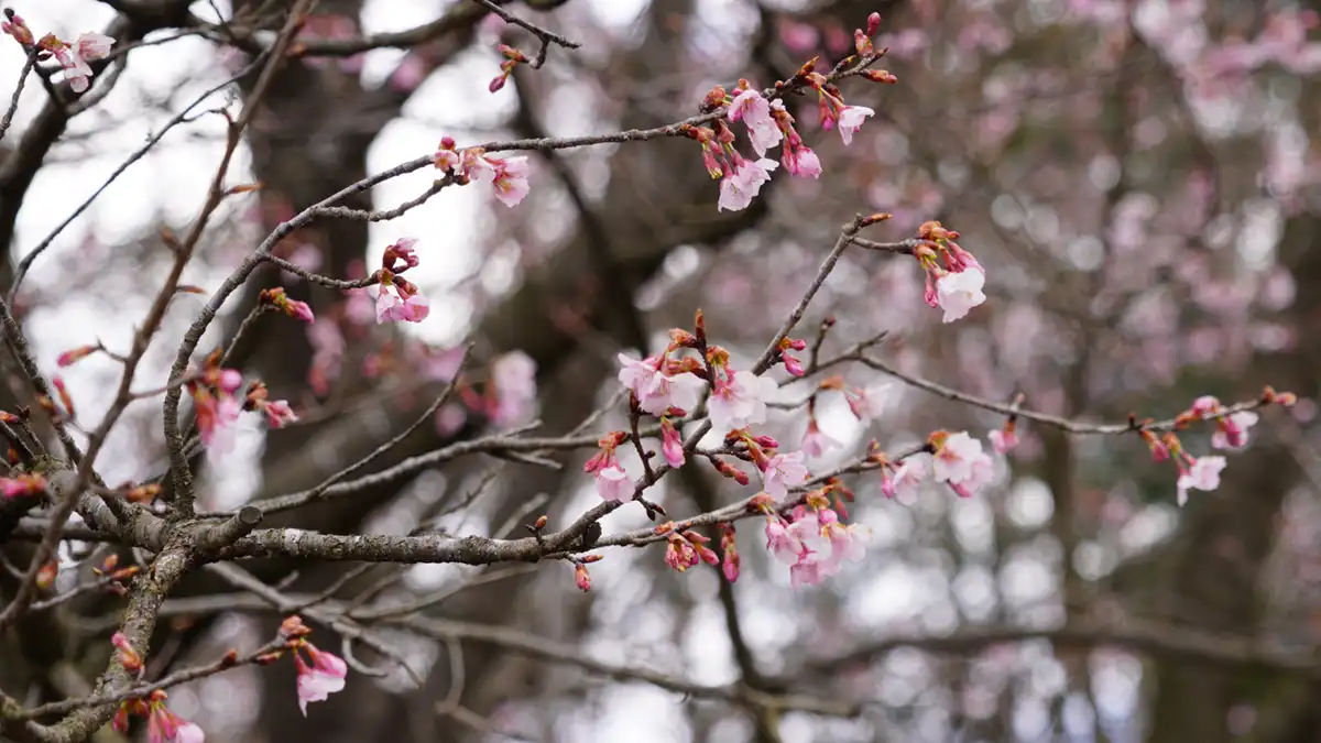 小美玉市の手堤の寒桜の花の開花状況写真