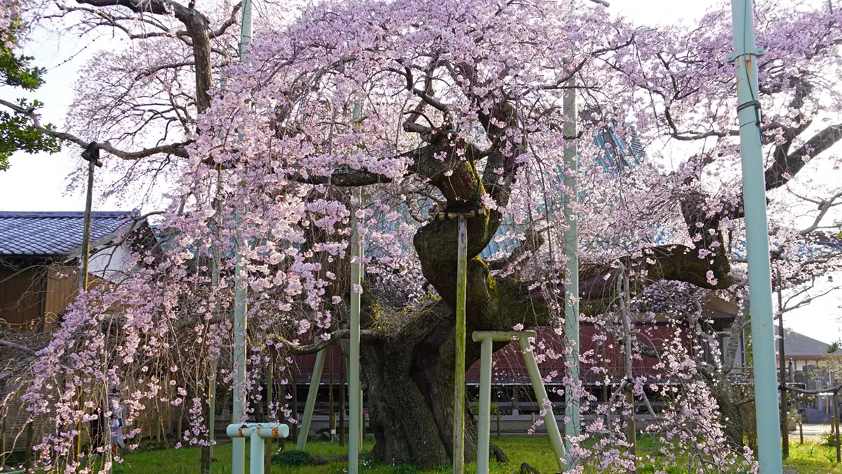 龍ヶ崎市の般若院のしだれ桜満開の様子写真