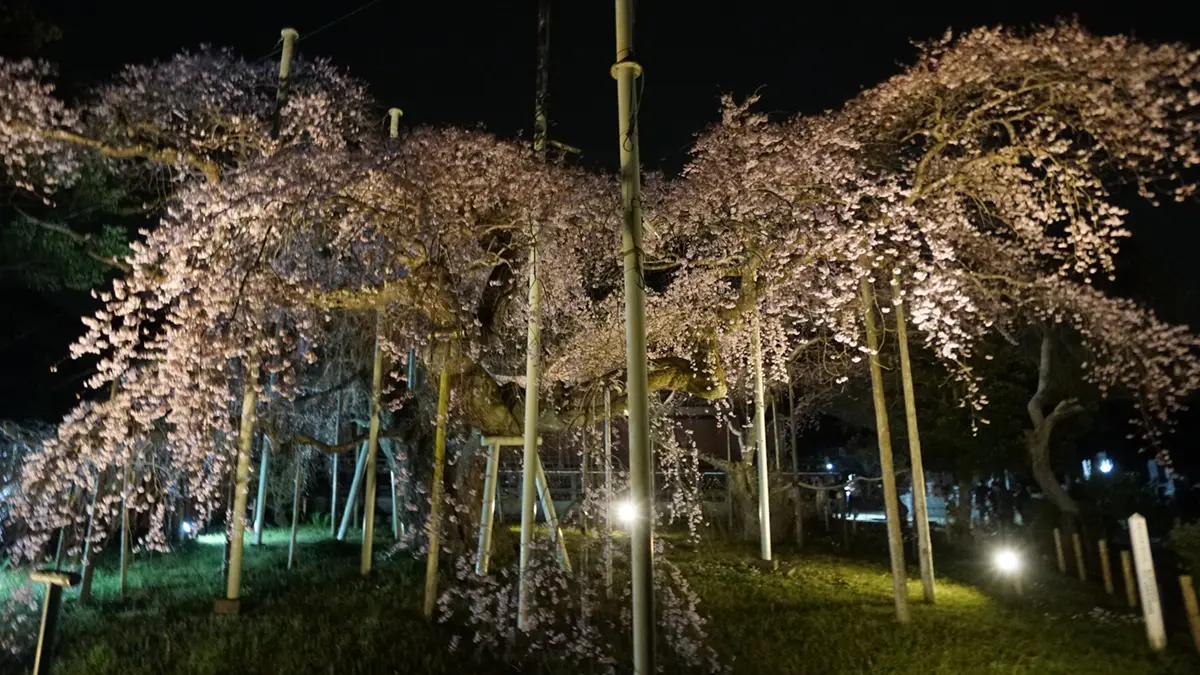 北側からのしだれ桜全体のライトアップの写真