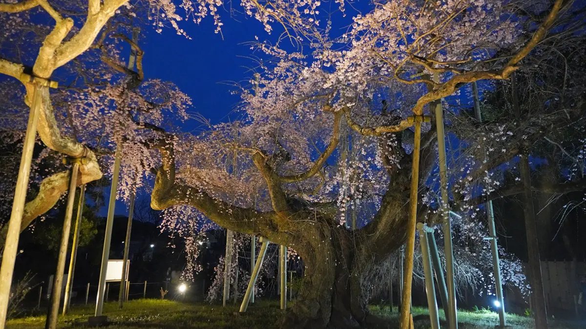 般若院のしだれ桜の南側からのライトアップの様子