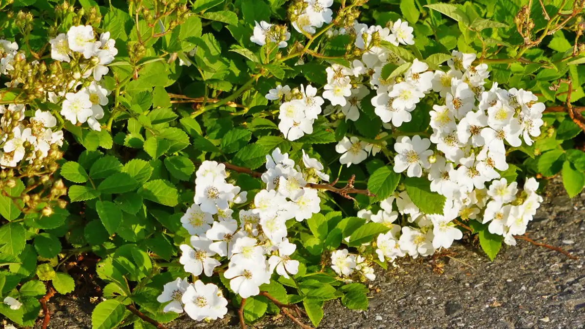 茨城県下妻市の鬼怒川河川敷のノイバラの開花の写真