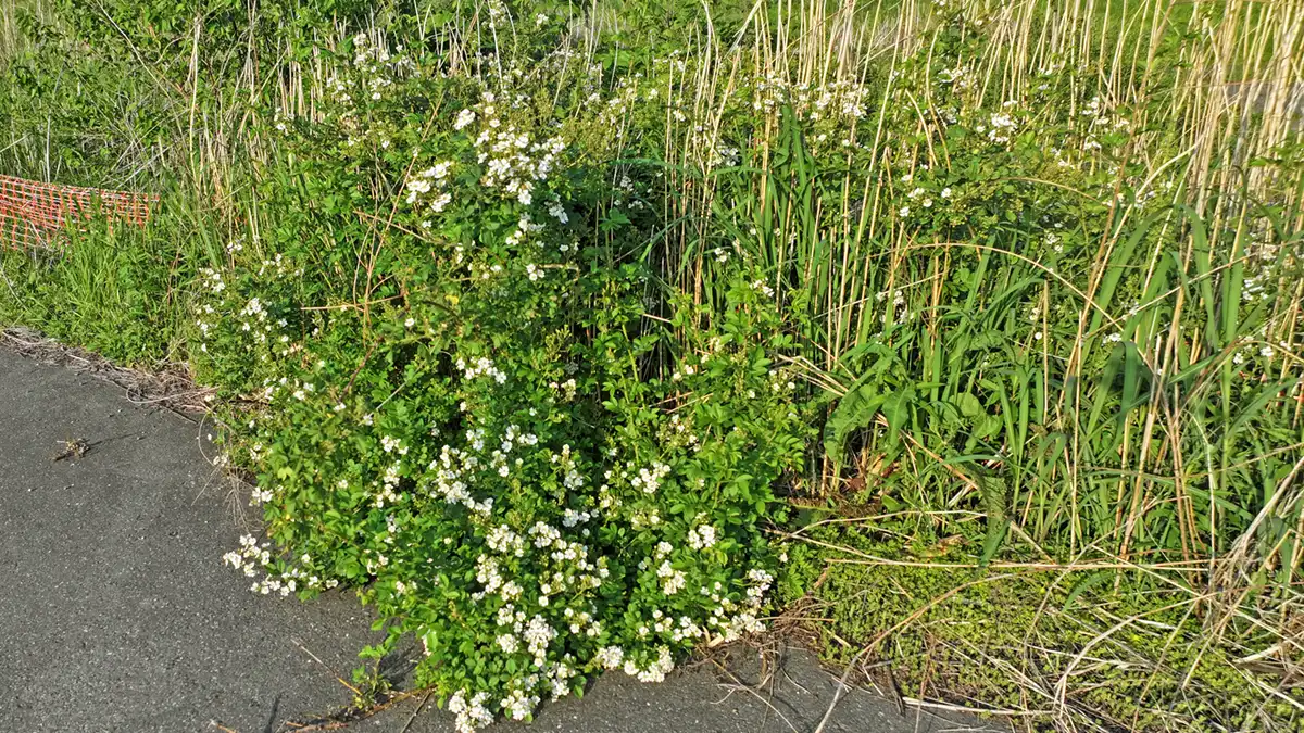 ノイバラ群生地のポピー畑側のノイバラ開花の写真