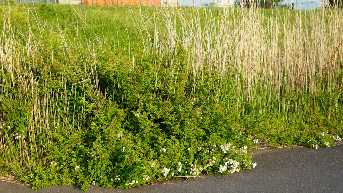 ノイバラ群生地の西側端付近のノイバラ開花の写真