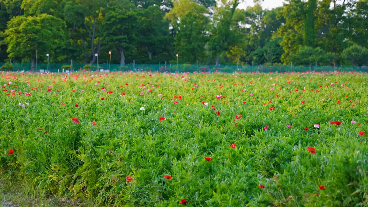 小貝川ふれあい公園のポピー畑の北側の開花状況写真