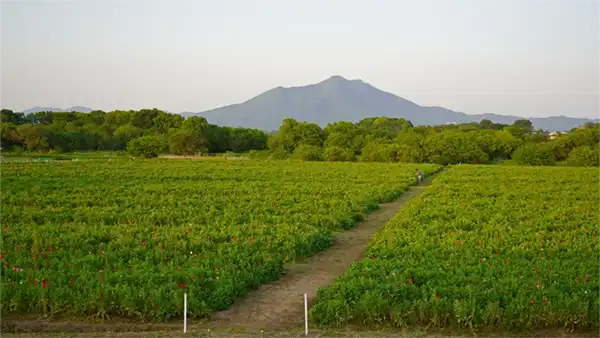 小貝川ふれあい公園のポピー畑の開花状況写真