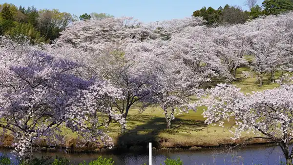 つくば市の桜の4月10日付満開の様子写真