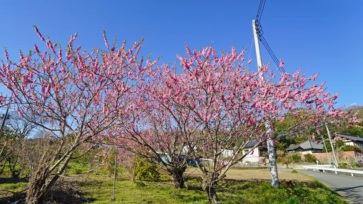 茨城県つくば市山口の花桃の里の花桃開花の写真