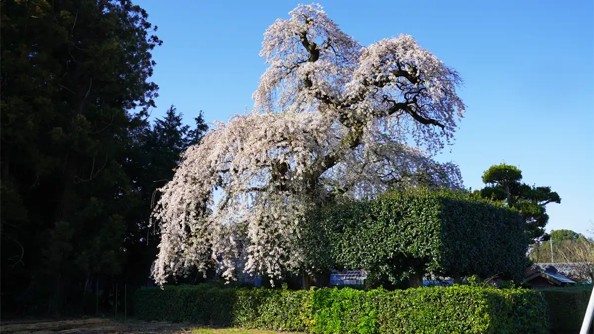 つくば市の面野井のしだれ桜の満開写真