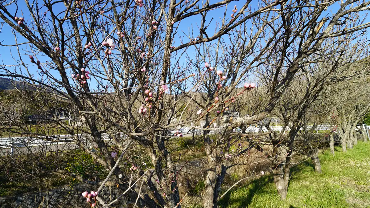 つくば市の六所の花桃並木の一部咲き始めの花桃の状況写真